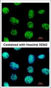 VAX2 Antibody in Immunocytochemistry (ICC/IF)