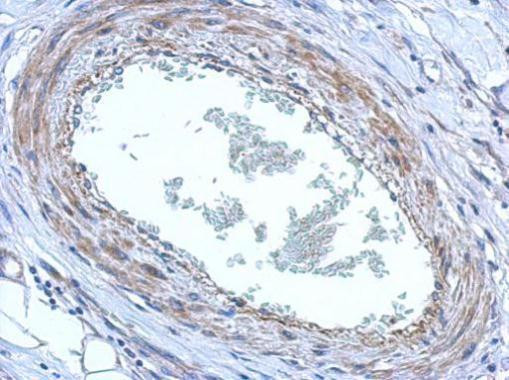 FBXO8 Antibody in Immunohistochemistry (Paraffin) (IHC (P))