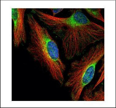 FBXO4 Antibody in Immunocytochemistry (ICC/IF)