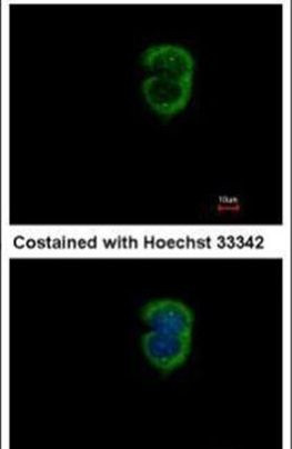 IL-37 Antibody in Immunocytochemistry (ICC/IF)