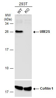 UBE2S Antibody in Western Blot (WB)