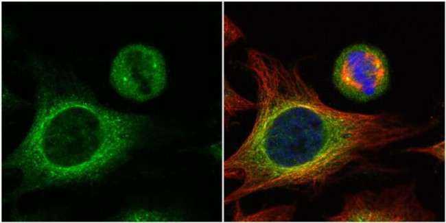 HOOK2 Antibody in Immunocytochemistry (ICC/IF)