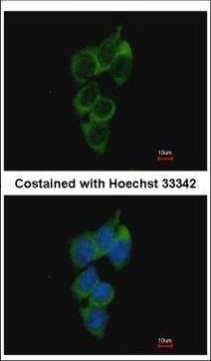 NRBP Antibody in Immunocytochemistry (ICC/IF)