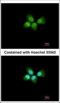 PHAP I Antibody in Immunocytochemistry (ICC/IF)