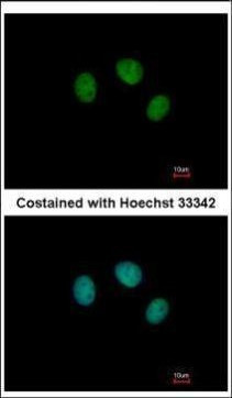 ZNF345 Antibody in Immunocytochemistry (ICC/IF)