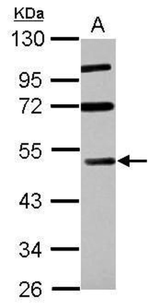 RASSF8 Antibody in Western Blot (WB)
