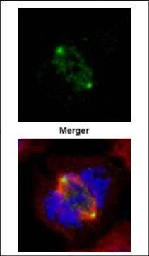 GCP4 Antibody in Immunocytochemistry (ICC/IF)