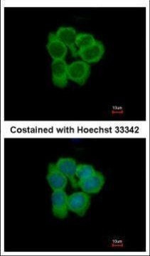 NMT2 Antibody in Immunocytochemistry (ICC/IF)