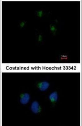 KIF20A Antibody in Immunocytochemistry (ICC/IF)