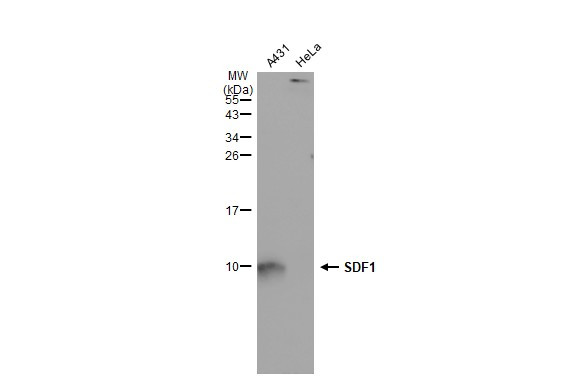 CXCL12 Antibody in Western Blot (WB)
