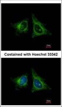 HEBP1 Antibody in Immunocytochemistry (ICC/IF)
