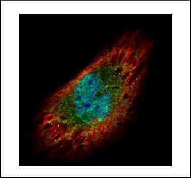 EXOSC3 Antibody in Immunocytochemistry (ICC/IF)