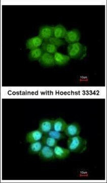 NOSIP Antibody in Immunocytochemistry (ICC/IF)
