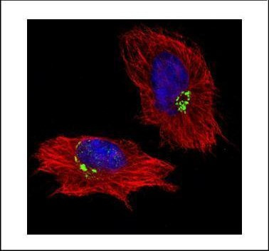 GOLPH2 Antibody in Immunocytochemistry (ICC/IF)