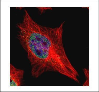 EAP2 Antibody in Immunocytochemistry (ICC/IF)