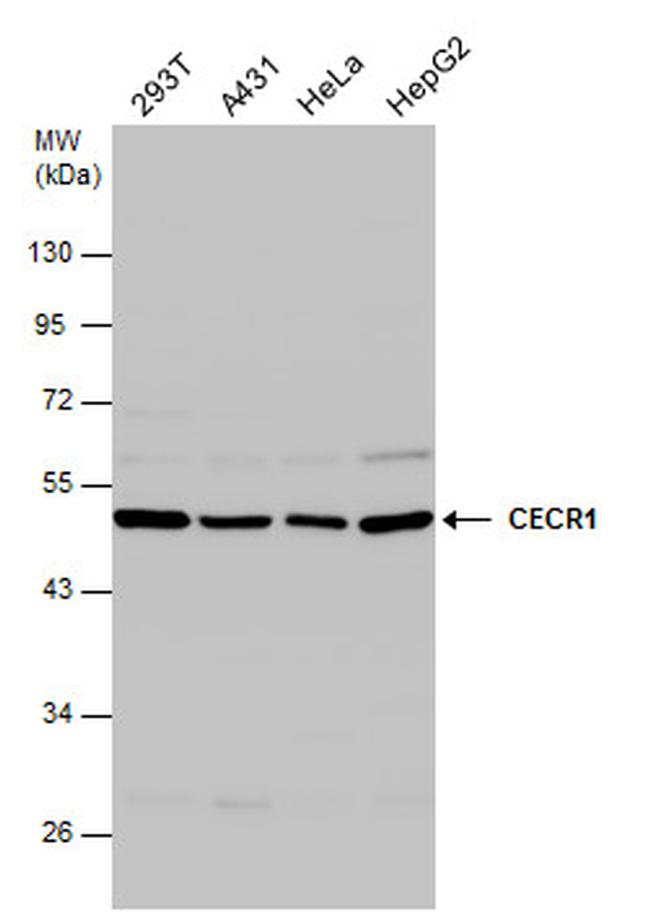 CECR1 Antibody in Western Blot (WB)