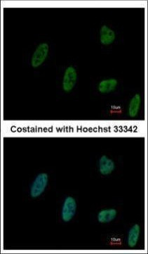 ZNF207 Antibody in Immunocytochemistry (ICC/IF)