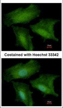DNALI1 Antibody in Immunocytochemistry (ICC/IF)
