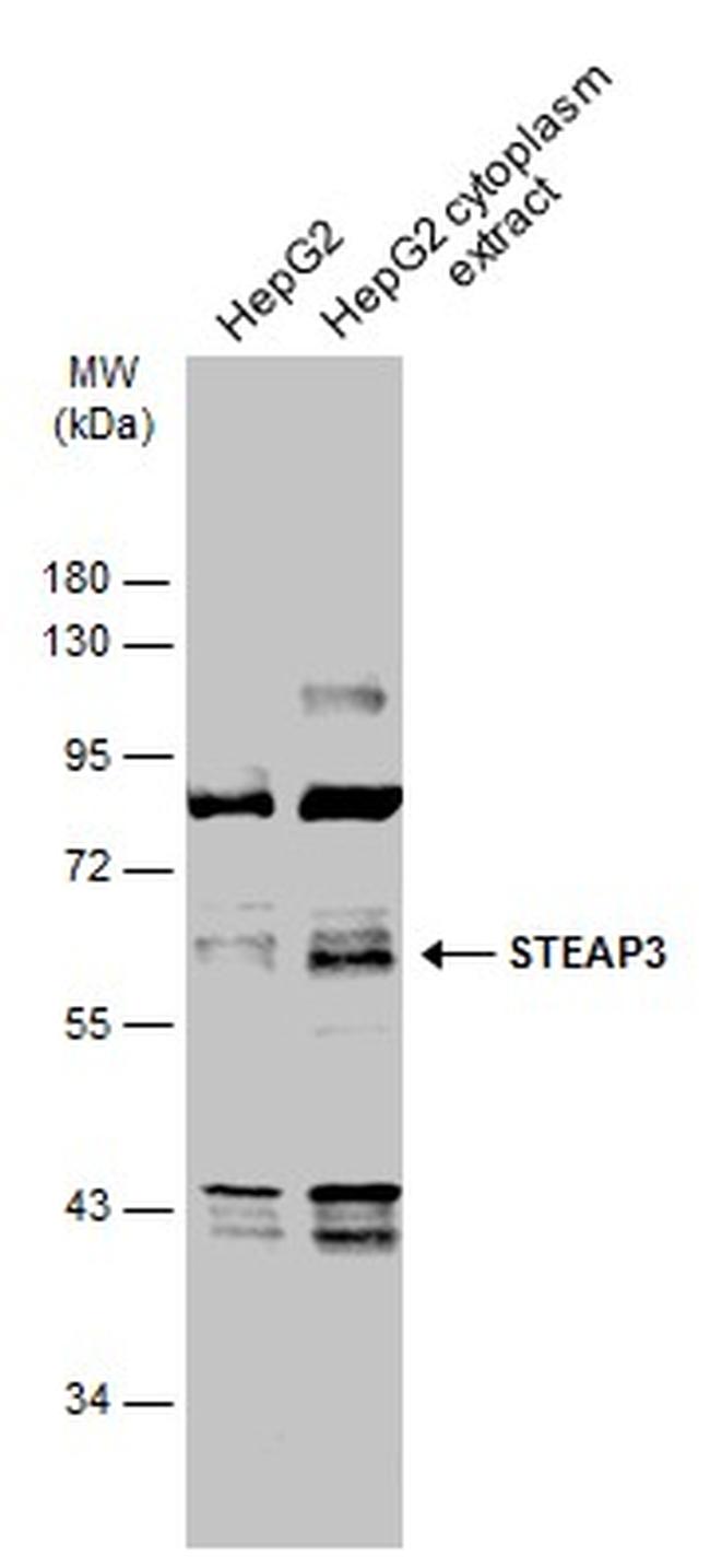 STEAP3 Antibody in Western Blot (WB)