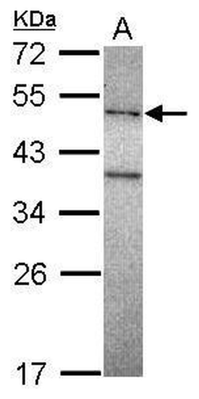 POLM Antibody in Western Blot (WB)