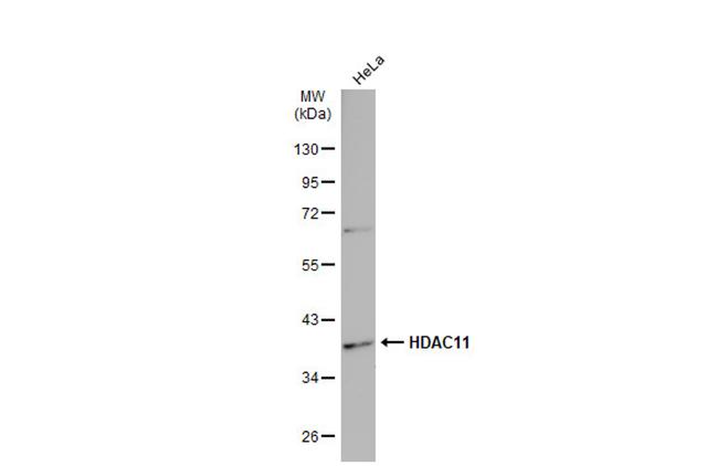 HDAC11 Antibody in Western Blot (WB)