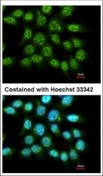 FAM84A Antibody in Immunocytochemistry (ICC/IF)