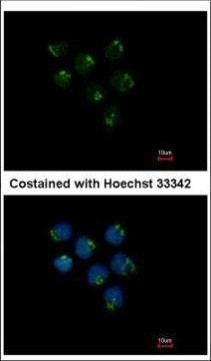 STAU2 Antibody in Immunocytochemistry (ICC/IF)
