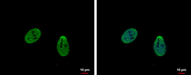 TRIP15 Antibody in Immunocytochemistry (ICC/IF)