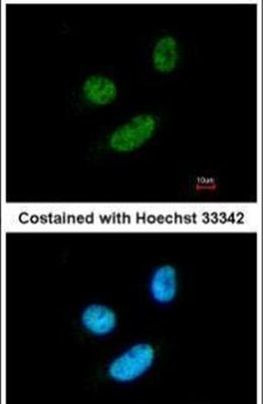 MORF4L2 Antibody in Immunocytochemistry (ICC/IF)