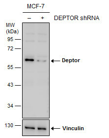 DEPDC6 Antibody in Western Blot (WB)
