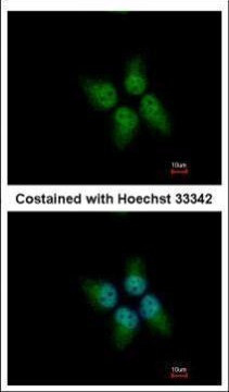 KLHDC4 Antibody in Immunocytochemistry (ICC/IF)
