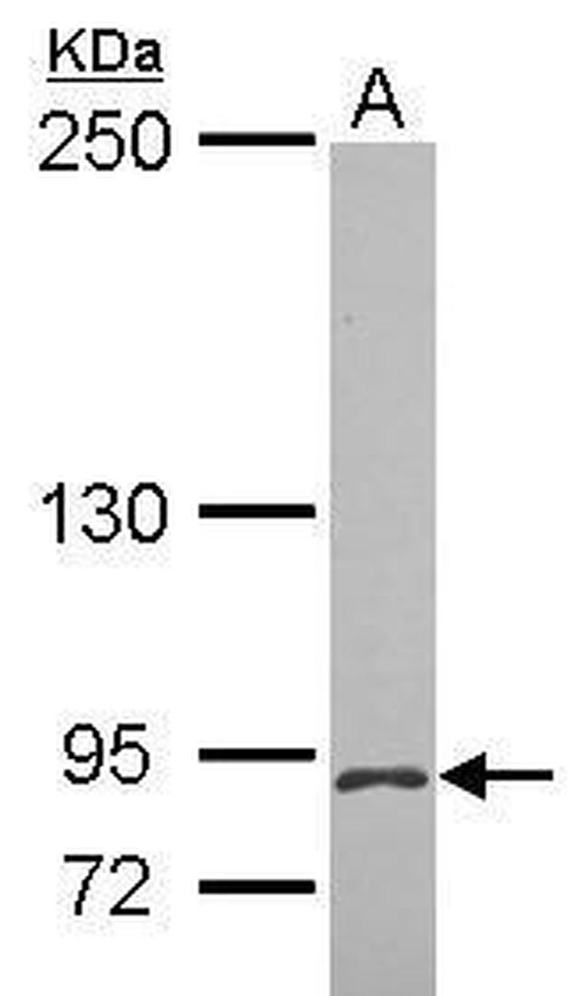MCTP2 Antibody in Western Blot (WB)