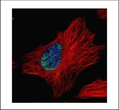 MYNN Antibody in Immunocytochemistry (ICC/IF)