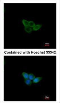 NXF2 Antibody in Immunocytochemistry (ICC/IF)
