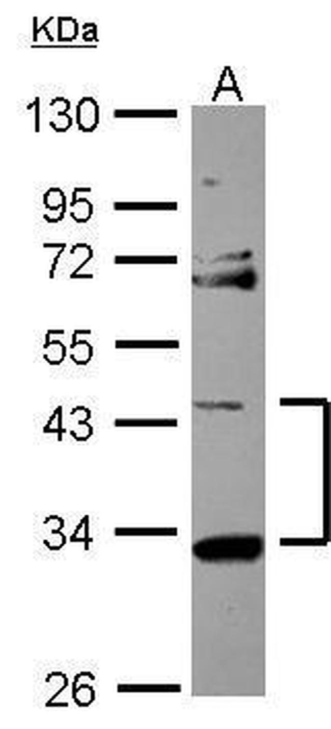 STARD7 Antibody in Western Blot (WB)