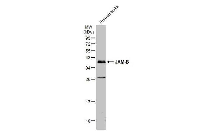 JAM2 Antibody in Western Blot (WB)