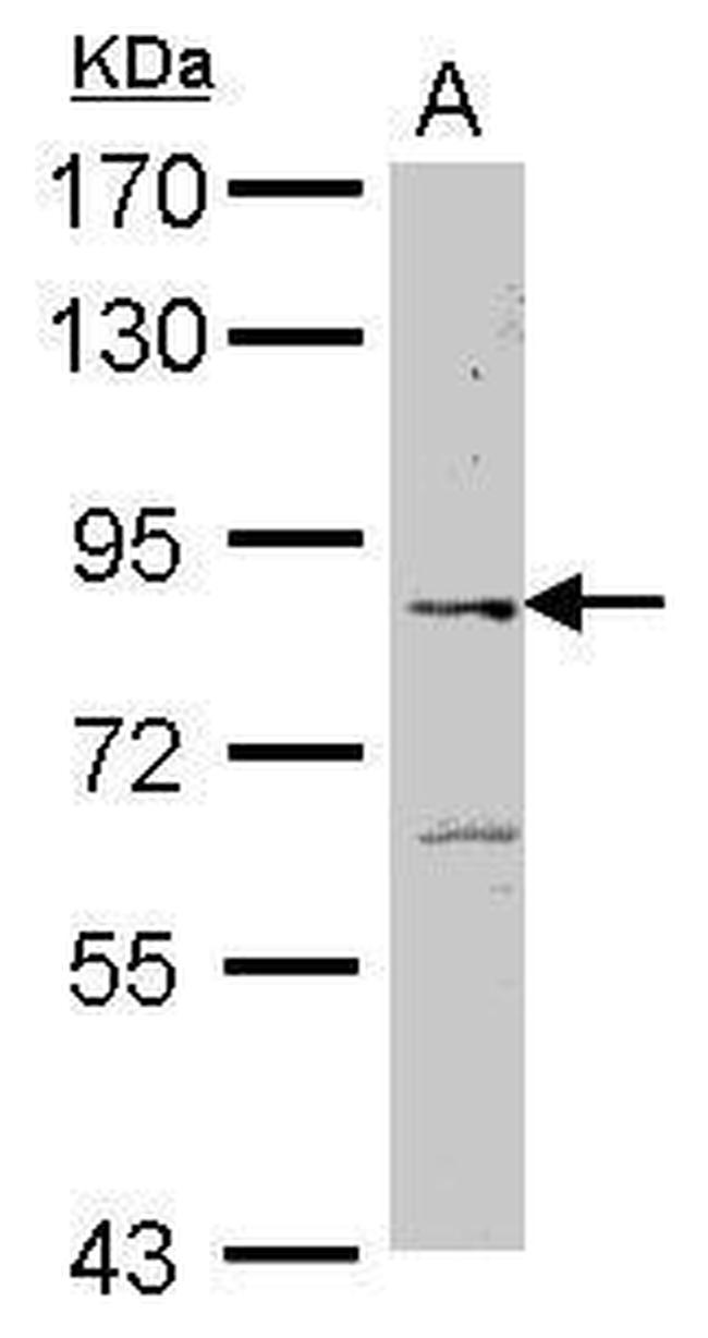 ELMO2 Antibody in Western Blot (WB)