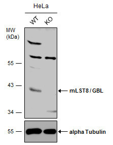 GBL Antibody in Western Blot (WB)