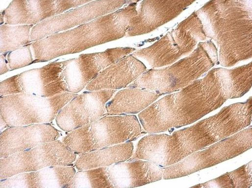 SIL1 Antibody in Immunohistochemistry (Paraffin) (IHC (P))