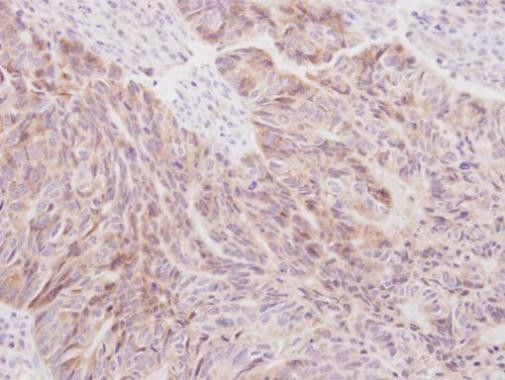 SIL1 Antibody in Immunohistochemistry (Paraffin) (IHC (P))
