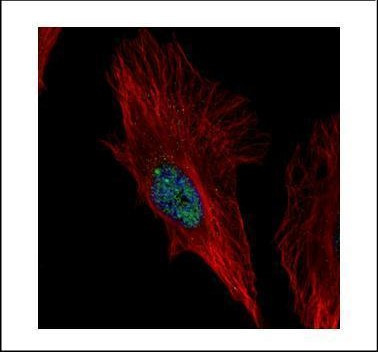 NOL6 Antibody in Immunocytochemistry (ICC/IF)