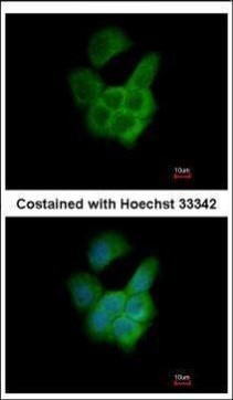 RPAP3 Antibody in Immunocytochemistry (ICC/IF)