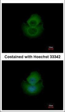 NPEPL1 Antibody in Immunocytochemistry (ICC/IF)