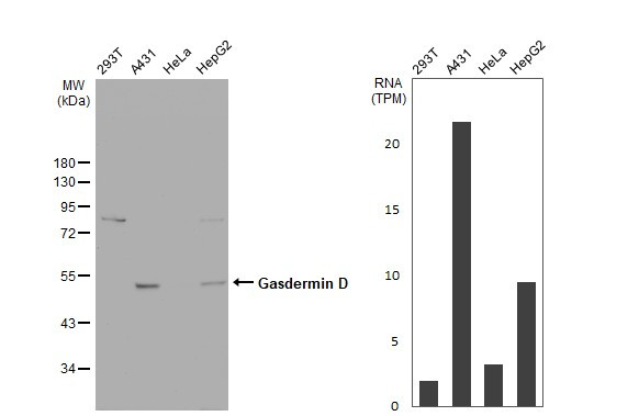 GSDMD Antibody in Western Blot (WB)