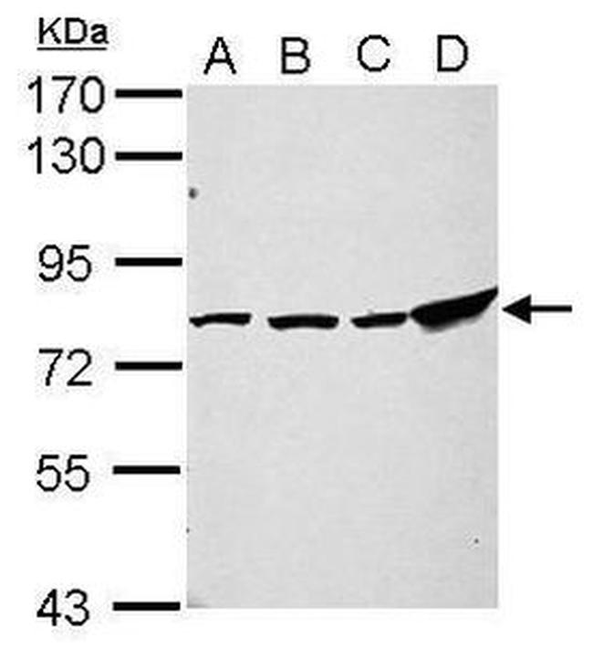 ZNF408 Antibody in Western Blot (WB)