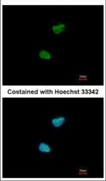 NEK11 Antibody in Immunocytochemistry (ICC/IF)