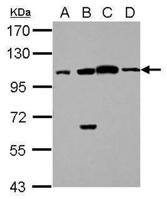 C17orf70 Antibody in Western Blot (WB)