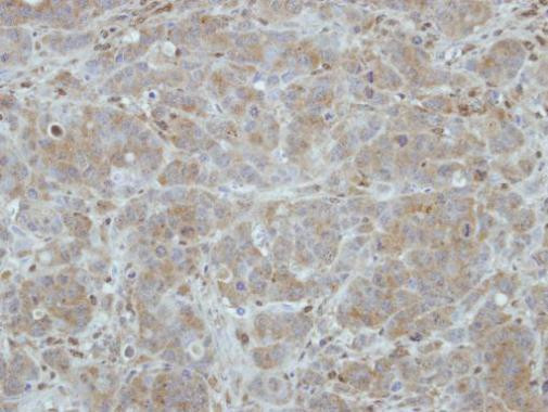 ITM2C Antibody in Immunohistochemistry (Paraffin) (IHC (P))