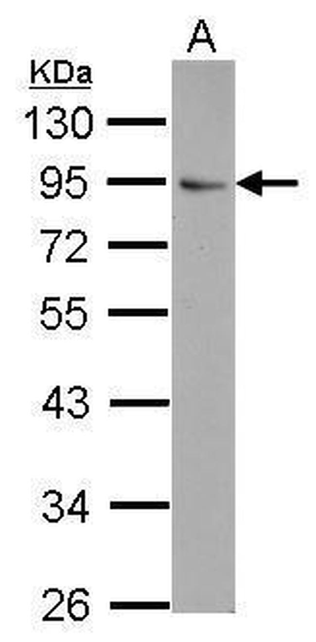 FLYWCH1 Antibody in Western Blot (WB)