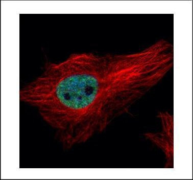 PPIL4 Antibody in Immunocytochemistry (ICC/IF)